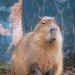 Capybara 060310_4
